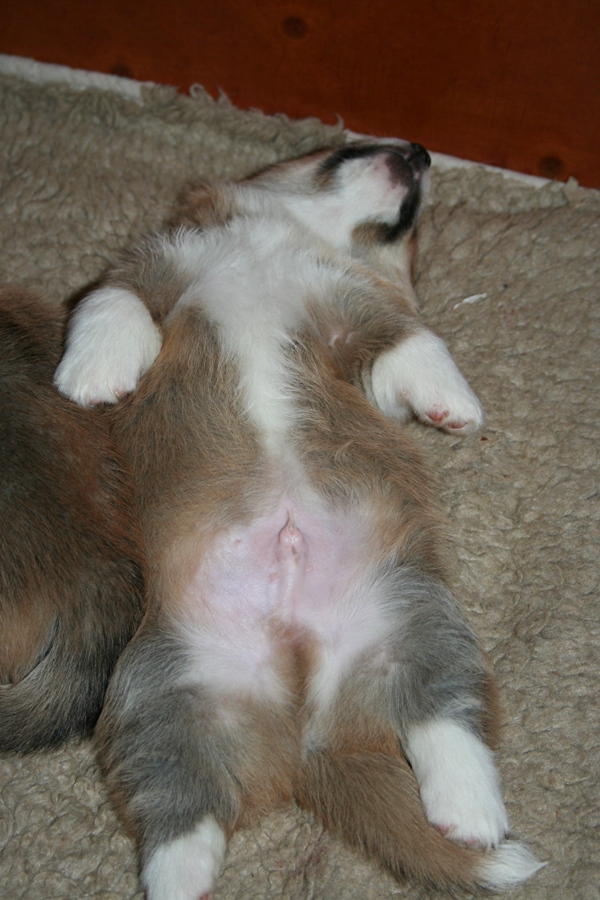 Puppies